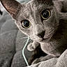 Rumi Joya is registered to the contest to win money with this photo: cat, gray_cat, close_up, wide_eyes, green_eyes, whiskers, ears, furry, pet, animal, curious, alert, portrait, indoors, blanket, bedding, charging_cable, cozy, soft_lighting, photography