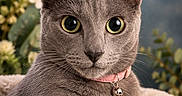 Rumi Joya joined the competition — help win amazing prizes! cat, gray_cat, portrait, close_up, green_eyes, whiskers, ears, bell_collar, pink_collar, fluffy_blanket, indoors, floral_background, flowers, sitting, lounging, cute, pet, feline, animal, photography