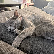 Rumi Joya is registered to the contest to win money with this photo: cat, sleeping, gray_cat, pet, animal, couch, sofa, indoor, home, relaxed, nap, collar, pink_collar, fur, whiskers, paws, long_body, cozy, resting, cute