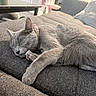 cat, sleeping, gray_cat, pet, animal, couch, sofa, indoor, home, relaxed, nap, collar, pink_collar, fur, whiskers, paws, long_body, cozy, resting, cute