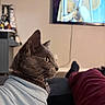 Rumi Joya joined the competition — help win amazing prizes! cat, gray_cat, pet, animal, feline, whiskers, ears, yellow_eyes, profile, blanket, cozy, indoors, living_room, sofa, television, sitting, relaxed, home, human_legs, portrait