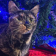 Diva joined the competition — help win amazing prizes! animal, blue_lights, cat, christmas, christmas_tree, closeup, cozy, curious, cute, decor, eyes, face, festive, fur, holiday, indoor, pet, red_blanket, tortoiseshell_cat, whiskers