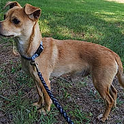 Nugget is registered to the contest to win money with this photo: dog, tan, collar, leash, grass, pine_needles, pine_cones, outdoor, pet, canine, alert, side_view, nature, small_dog, fur, ears, tail, snout, four_legs, animal