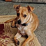 Nugget is registered to the contest to win money with this photo: dog, tan_dog, pet, indoor, carpet, rug, living_room, floor, collar, canine, cute, animal, paw, ears, fur, relaxed, lying_down, watchful, domestic, companion