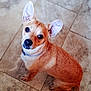 Nugget is registered to the contest to win money with this photo: dog, pet, small_dog, ears, brown_fur, floor, tile_floor, looking_up, cute, animal, companion, domestic_animal, canine, sitting, indoor, collar, curious, adorable, fur, paw