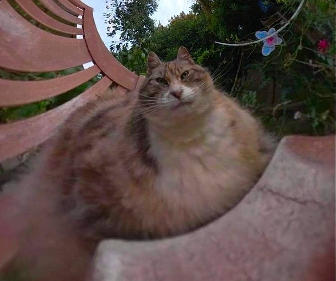 Alfred joined the competition — help win amazing prizes! carnivore, cat, domestic_short_haired_cat, fawn, felidae, fur, grass, plant, small_to_medium_sized_cats, snout, tail, terrestrial_animal, tree, whiskers, wildlife, wood