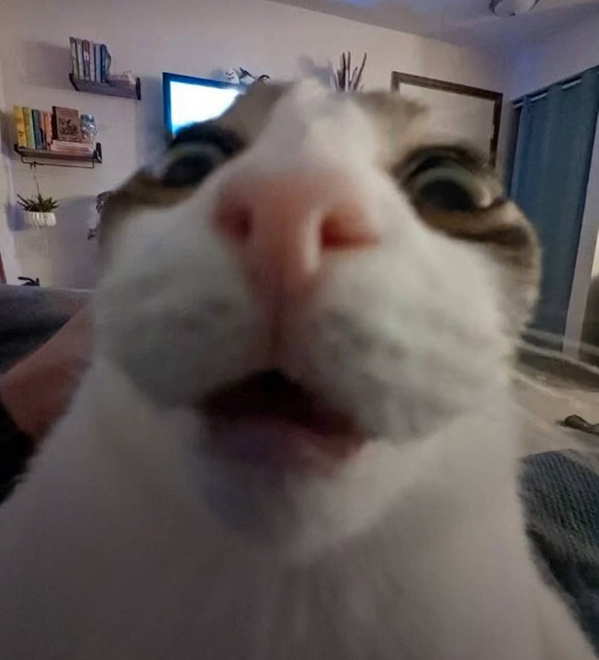 Alfred is registered to the contest to win money with this photo: carnivore, cat, domestic_short_haired_cat, ear, fang, felidae, fur, jaw, nose, picture_frame, small_to_medium_sized_cats, snout, terrestrial_animal, whiskers