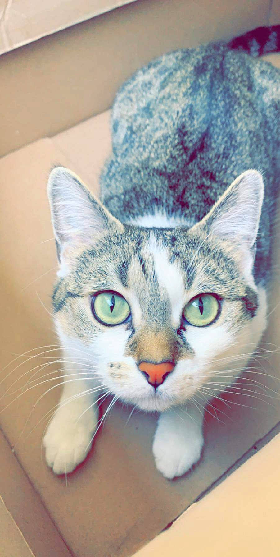 Bounty participe au concours pour gagner de l'argent avec cette photo : art, carnivore, cat, domestic_short_haired_cat, ear, felidae, fur, iris, paw, small_to_medium_sized_cats, snout, tail, tree, whiskers, window