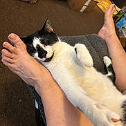 Oreo joined the competition — help win amazing prizes! cat, black_and_white, sleeping, foot, leg, person, indoor, carpet, relaxed, cozy, feline, paw, resting, home, domestic, furniture, box, plastic_bag, floor, casual