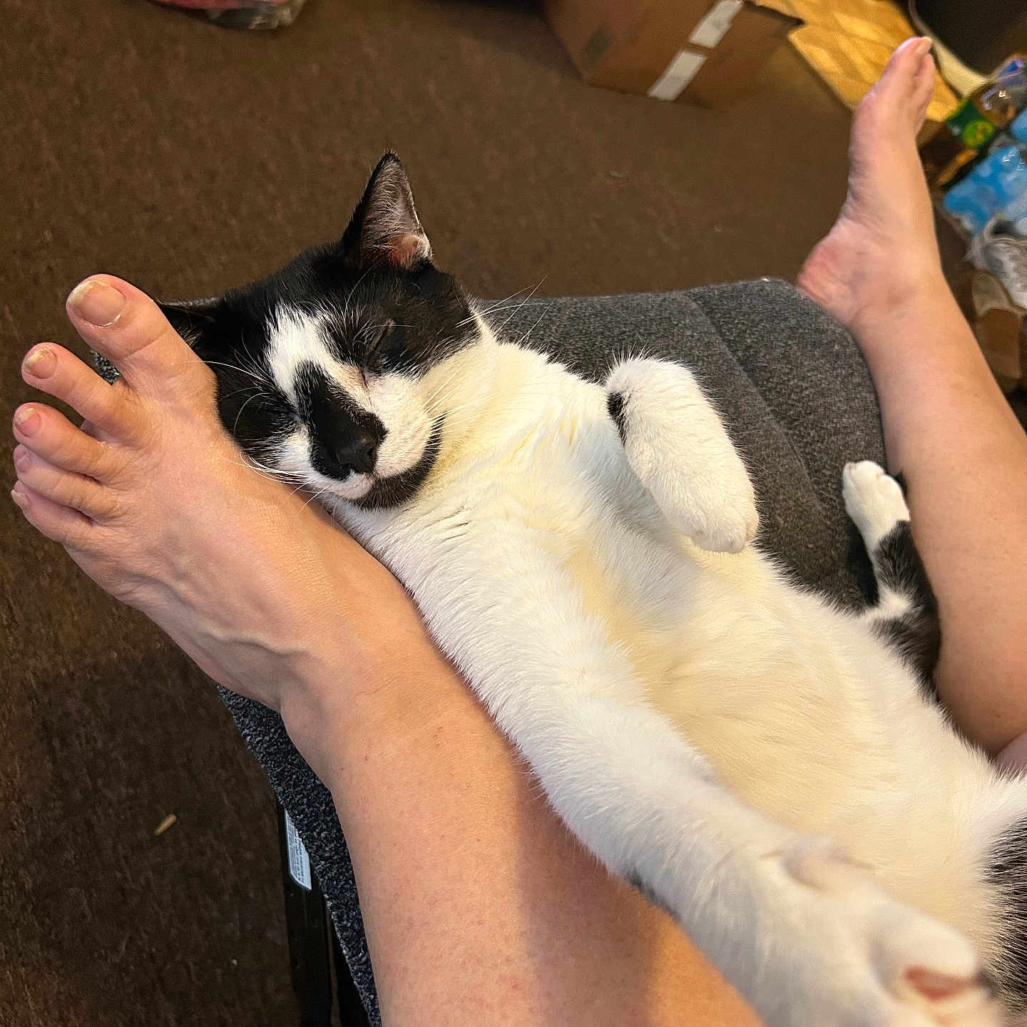 Oreo