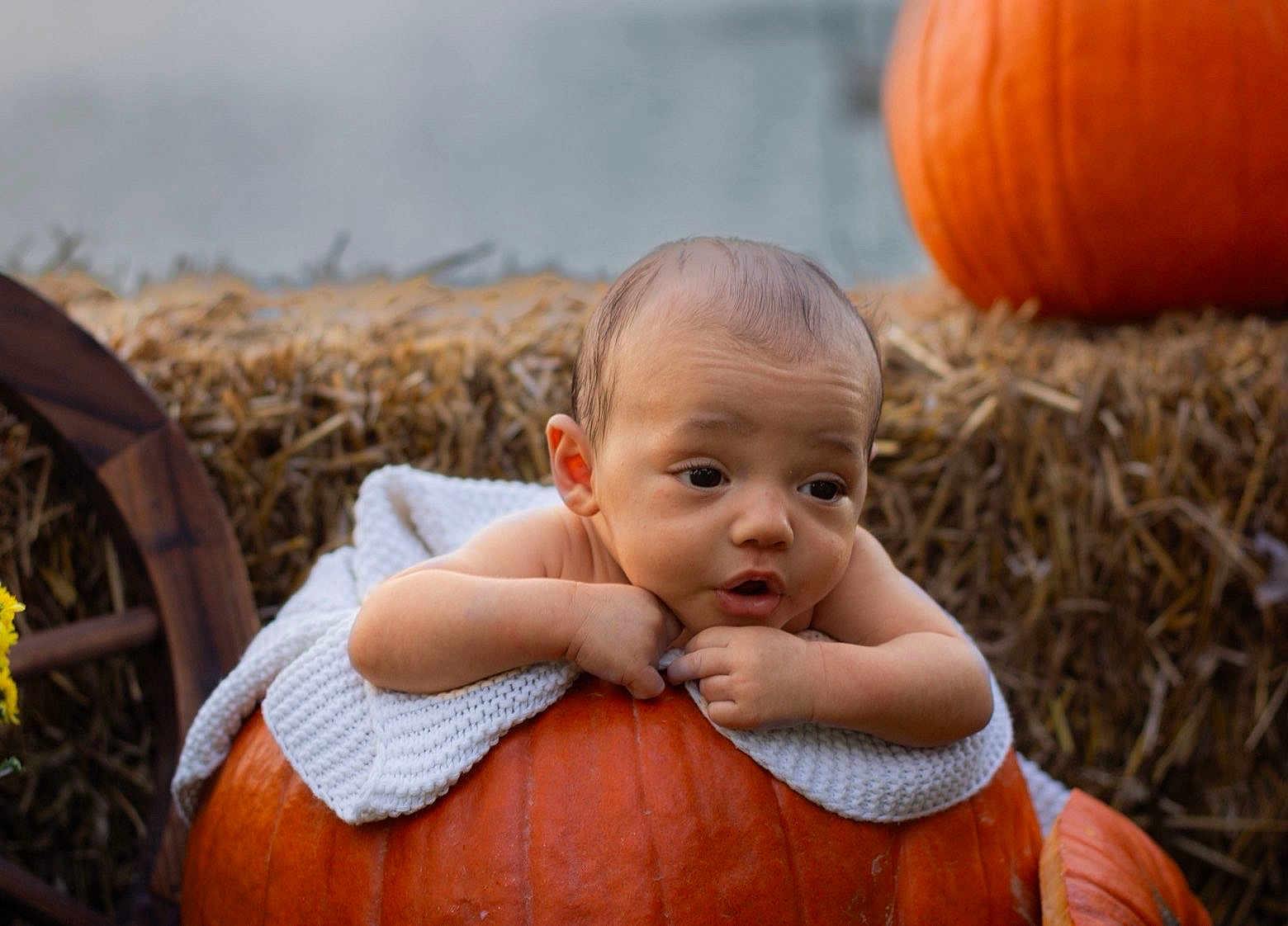 Kysaac is registered to the contest to win money with this photo: baby, pumpkin, blanket, hay_bale, autumn, orange, child, face, portrait, cute, outdoor, seasonal, fall, resting, expression, young_child, skin, head, hands, nature