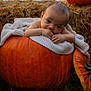 baby, pumpkin, blanket, autumn, fall, hay, grass, outdoor, cute, infant, orange, nature, seasonal, portrait, child, soft, cozy, holiday, festive, garden