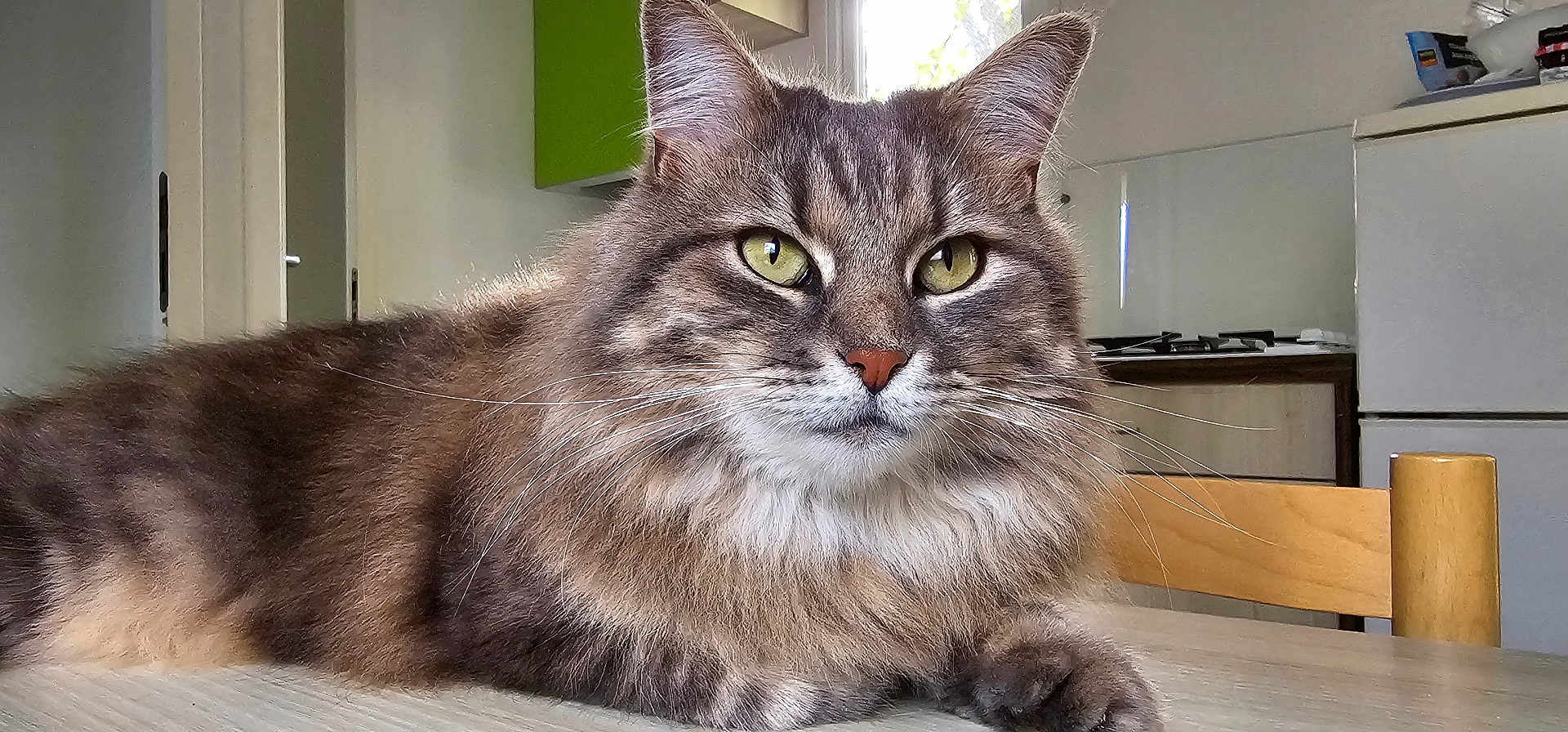 Kitty