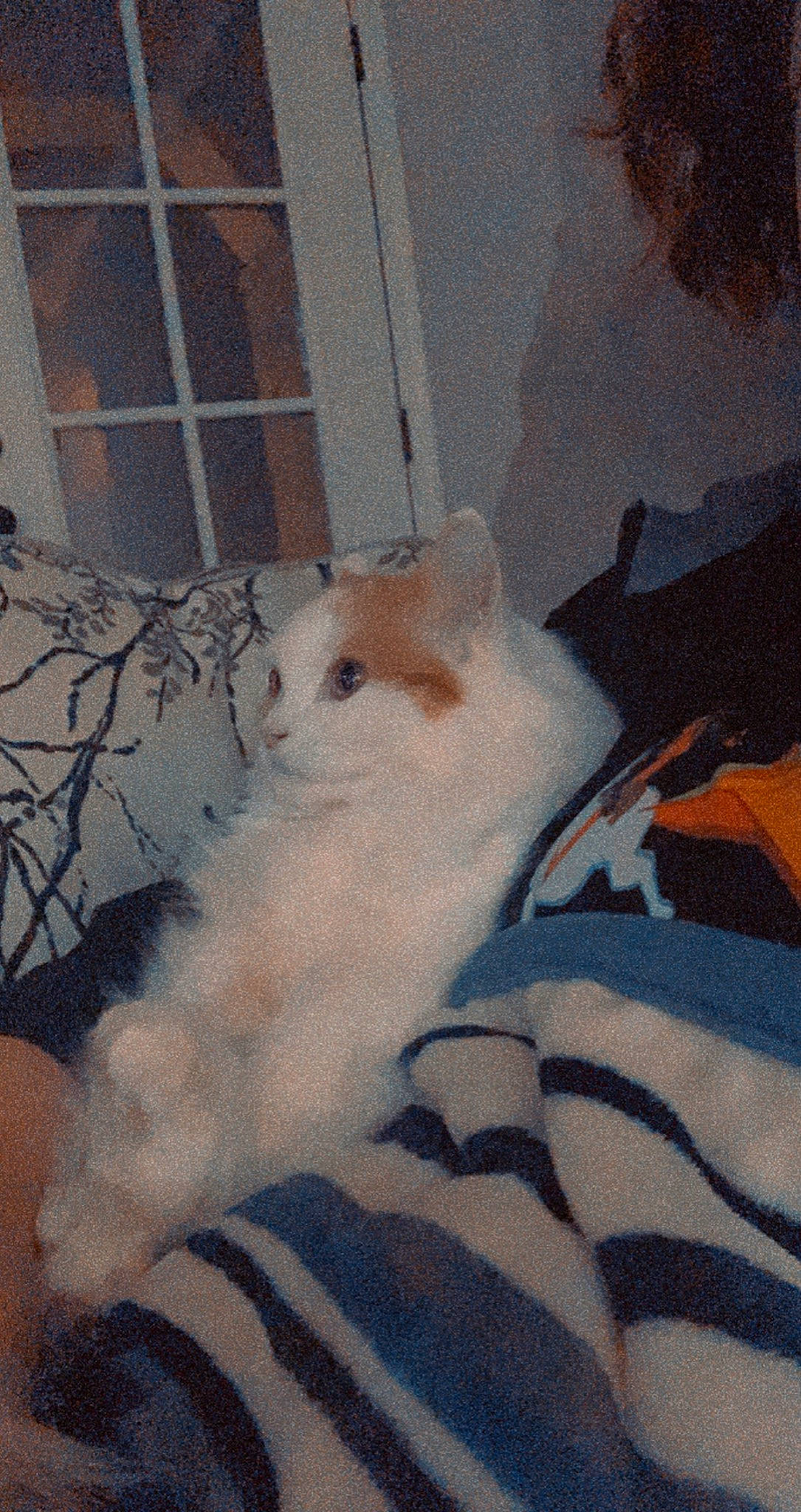 Moka joined the competition — help win amazing prizes! carnivore, cat, claw, comfort, companion_dog, dog_breed, domestic_short_haired_cat, fawn, felidae, flooring, fur, pattern, paw, small_to_medium_sized_cats, snout, tail, terrestrial_animal, whiskers, winter, wood