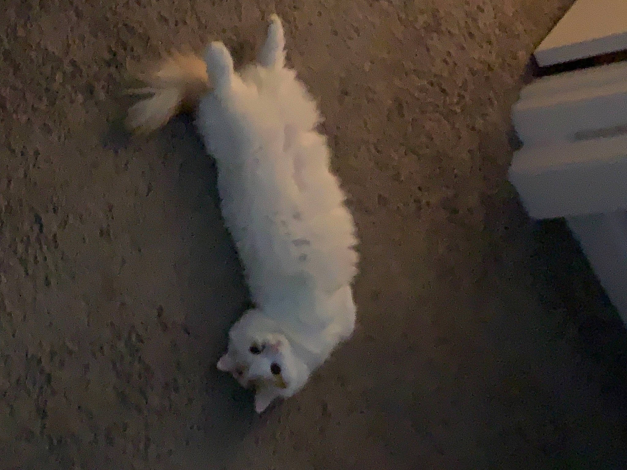 Moka is registered to the contest to win money with this photo: canidae, carnivore, cat, claw, companion_dog, dog_breed, fawn, felidae, fur, non_sporting_group, paw, shadow, small_to_medium_sized_cats, snout, sporting_group, tail, terrestrial_animal, whiskers, wood