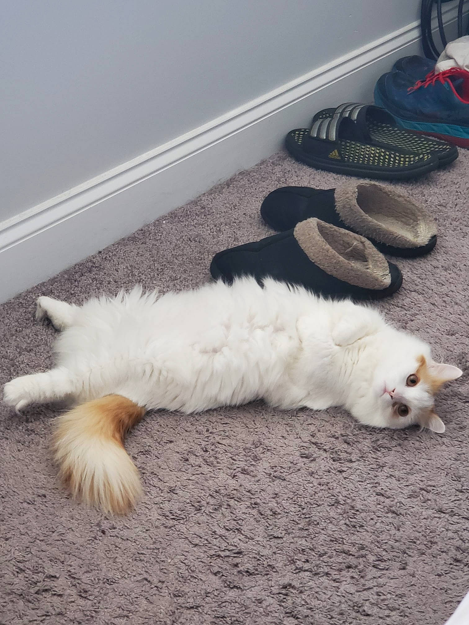 Moka joined the competition — help win amazing prizes! canidae, carnivore, cat, claw, comfort, companion_dog, dog_breed, fawn, felidae, flooring, foot, fur, grey, hardwood, paw, sand, small_to_medium_sized_cats, sporting_group, tail, whiskers