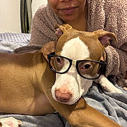 Zeus is registered to the contest to win money with this photo: person, dog, glasses, bed, blanket, robe, indoor, face, pet, brown, white, comfort, cute, resting, cozy, closeup, expression, casual, human, animal
