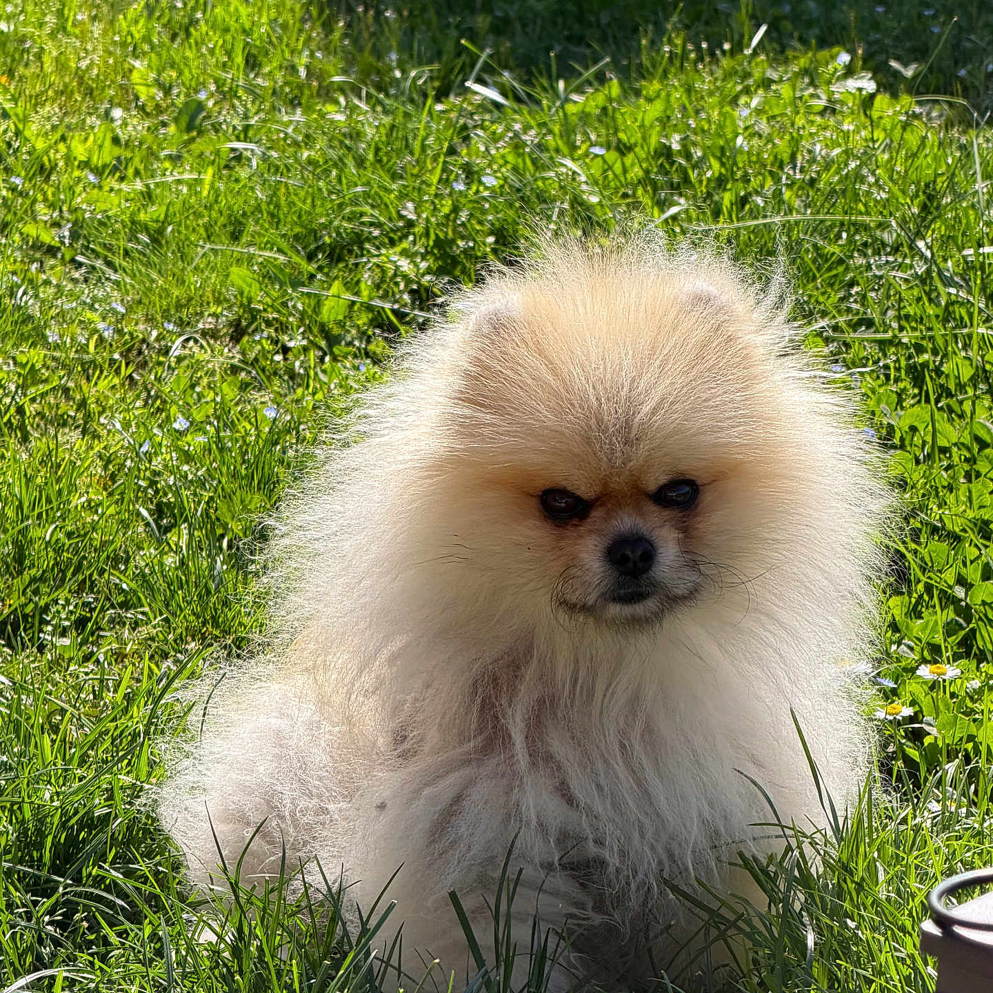 Upson a rejoint le concours — aidez-le/la à gagner de superbes lots ! dog, pomeranian, fluffy, grass, outdoor, sunlight, pet, animal, nature, greenery, small_dog, cute, portrait, fur, canine, garden, summer, daylight, adorable, sitting