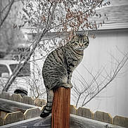 Kirrie joined the competition — help win amazing prizes! animal, background, blurred_background, branch, calm, cat, daytime, eyes, fence, nature, outdoor, perched, pet, quiet, stripes, tabby_cat, tail, tree, winter, wood