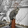 animal, background, blurred_background, branch, calm, cat, daytime, eyes, fence, nature, outdoor, perched, pet, quiet, stripes, tabby_cat, tail, tree, winter, wood