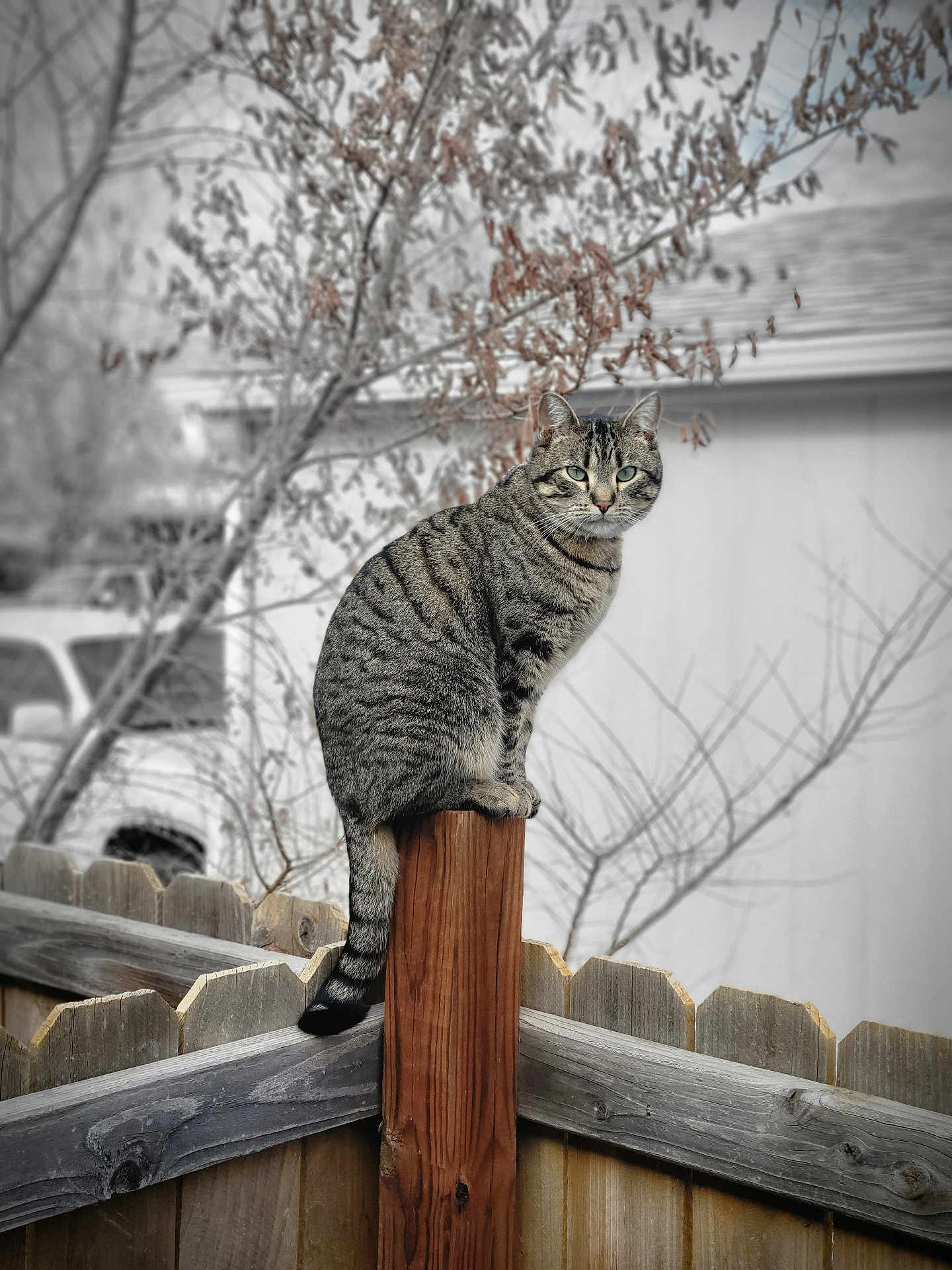 Kirrie joined the competition — help win amazing prizes! animal, background, blurred_background, branch, calm, cat, daytime, eyes, fence, nature, outdoor, perched, pet, quiet, stripes, tabby_cat, tail, tree, winter, wood