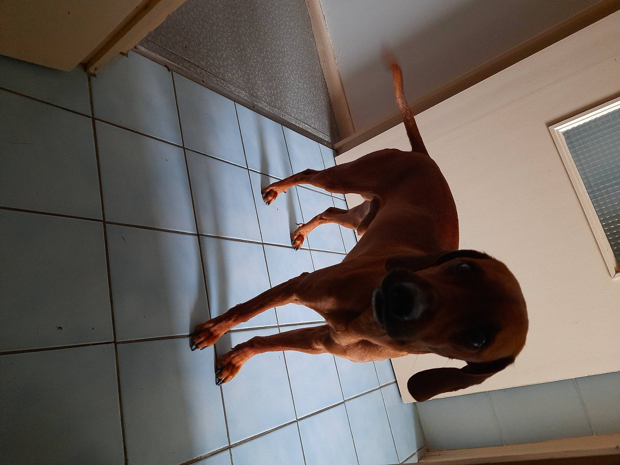 Pep S a rejoint le concours — aidez-le/la à gagner de superbes lots ! acrobatics, ceiling, chest, daylighting, elbow, flooring, hardwood, human_leg, knee, metal, room, shadow, sporting_group, stairs, sunglasses, tail, thigh, waist, window, wood