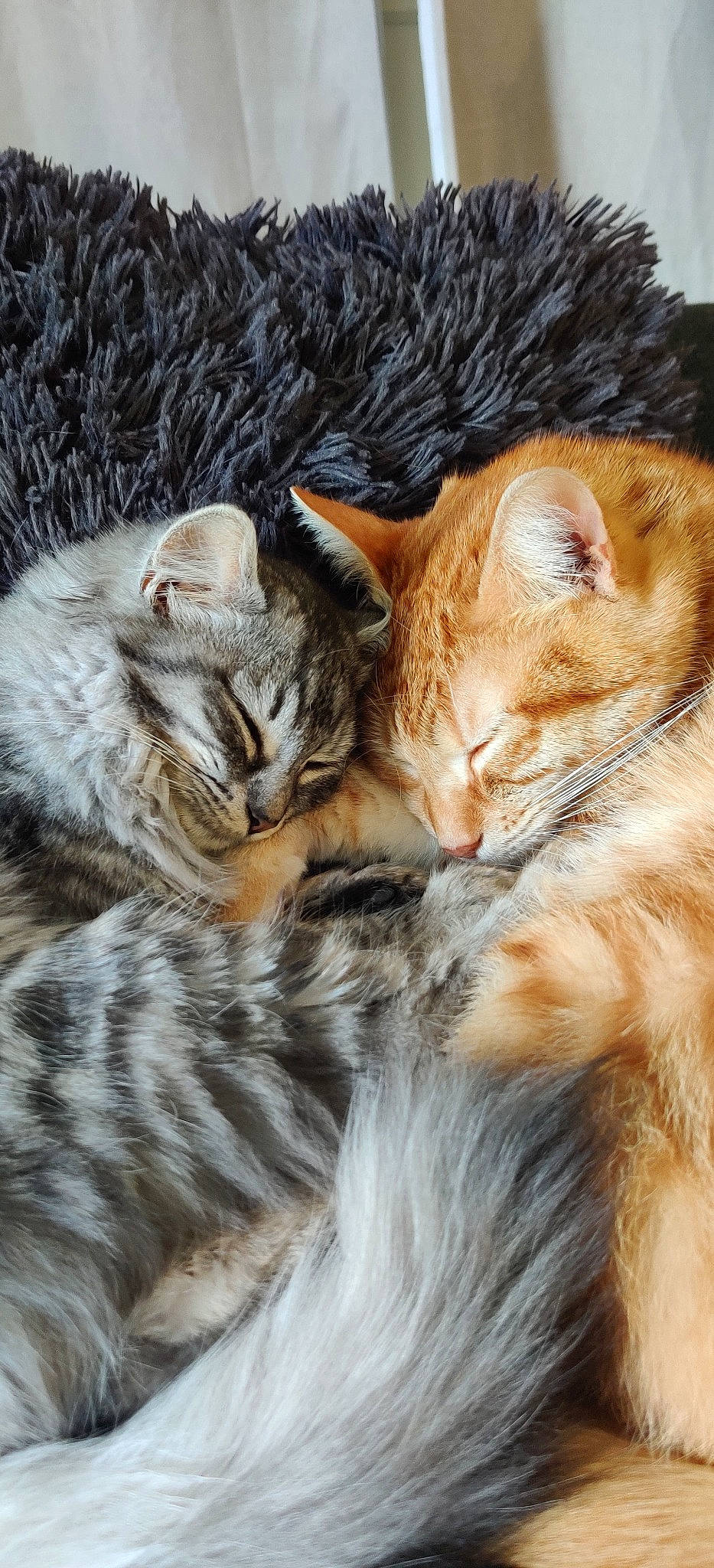 Jupiter participe au concours pour gagner de l'argent avec cette photo : american_bobtail, american_shorthair, asian, bengal, carnivore, cat, dragon_li, european_shorthair, felidae, fur, kitten, kurilian_bobtail, mammal, ocicat, pixie_bob, siberian, small_to_medium_sized_cats, tabby_cat, vertebrate, whiskers