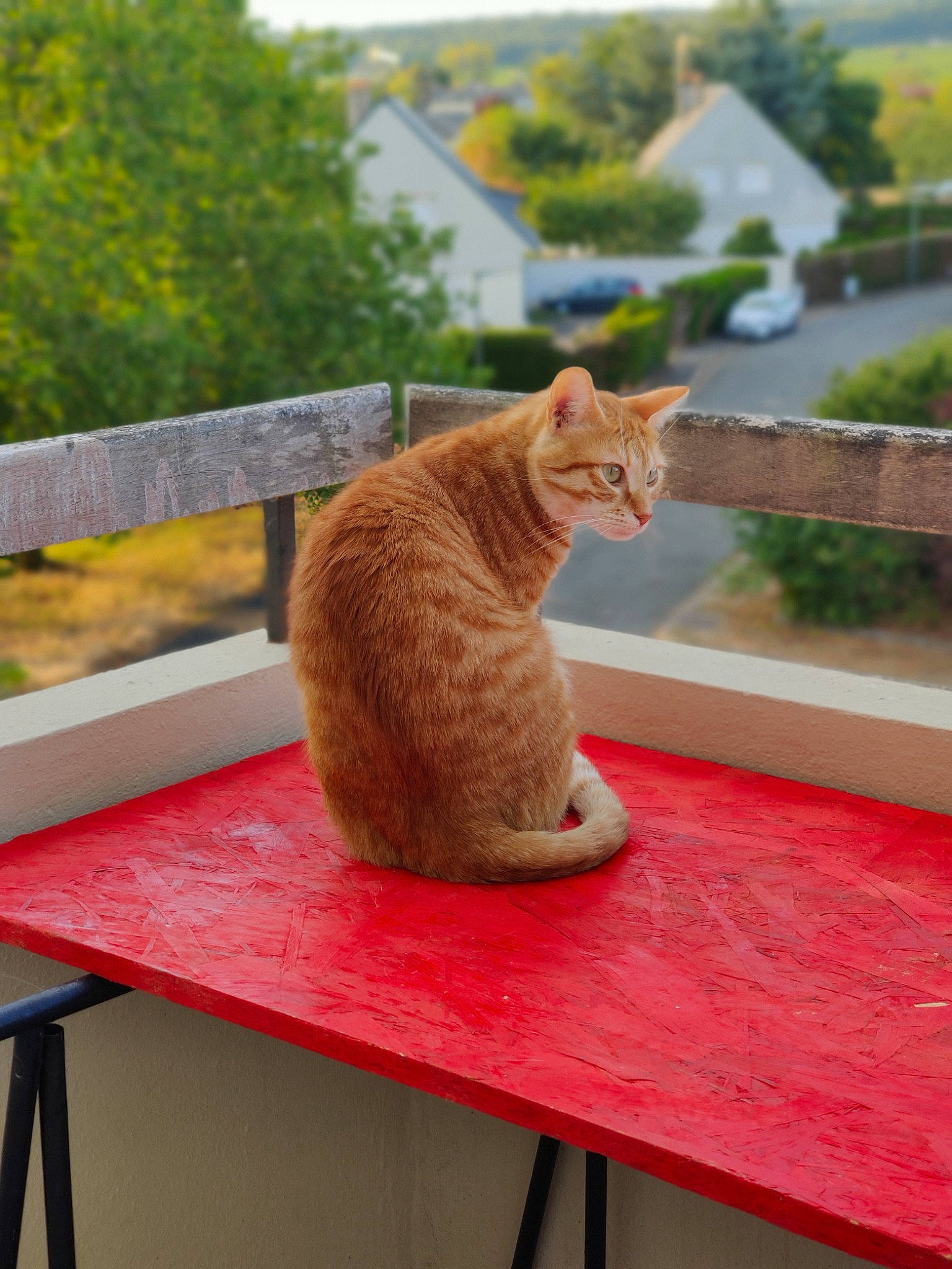 Jupiter participe au concours pour gagner de l'argent avec cette photo : carnivore, cat, domestic_short_haired_cat, european_shorthair, fawn, felidae, german_rex, small_to_medium_sized_cats, tabby_cat, table, tail, whiskers