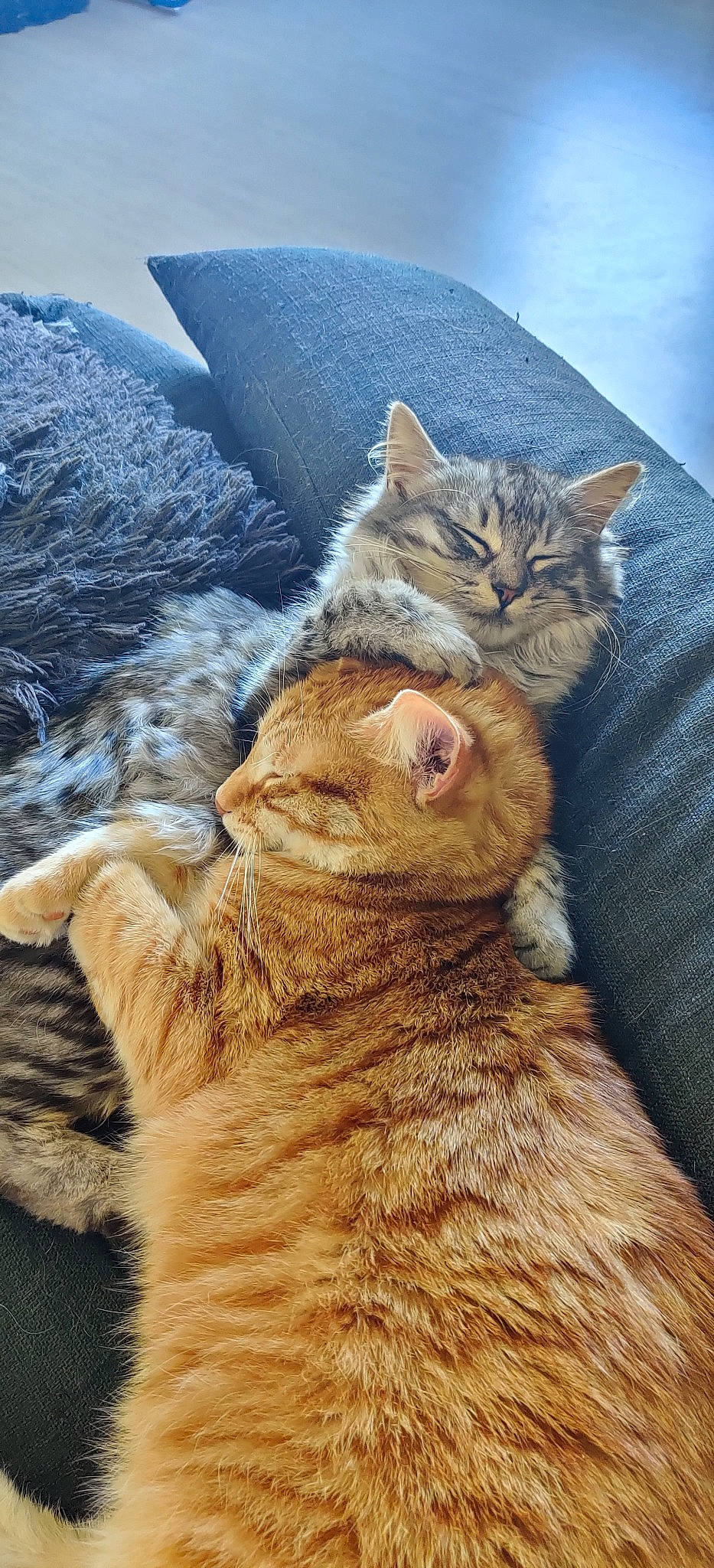 Jupiter participe au concours pour gagner de l'argent avec cette photo : aegean_cat, american_bobtail, american_shorthair, arabian_mau, asian, california_spangled, carnivore, cat, domestic_short_haired_cat, dragon_li, european_shorthair, felidae, fur, german_rex, mammal, pixie_bob, small_to_medium_sized_cats, snout, tabby_cat, whiskers