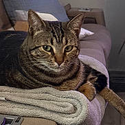 Bubbles joined the competition — help win amazing prizes! animal, blanket, cat, comfortable, couch, cozy, ears, eyes, feline, fur, home, indoor, mammal, paw, pet, relaxed, resting, striped, tabby, whiskers