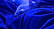 Canary is registered to the contest to win money with this photo: abyssinian, animal, bed, bedroom, blanket, blue, cat, couch, face, furniture, head, homedecor, indoors, kitten, linen, person, pet, quilt, siamese, velvet