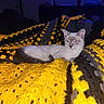 Canary is registered to the contest to win money with this photo: abyssinian, angora, animal, blanket, cat, furniture, homedecor, kitten, linen, manx, pet, quilt, siamese
