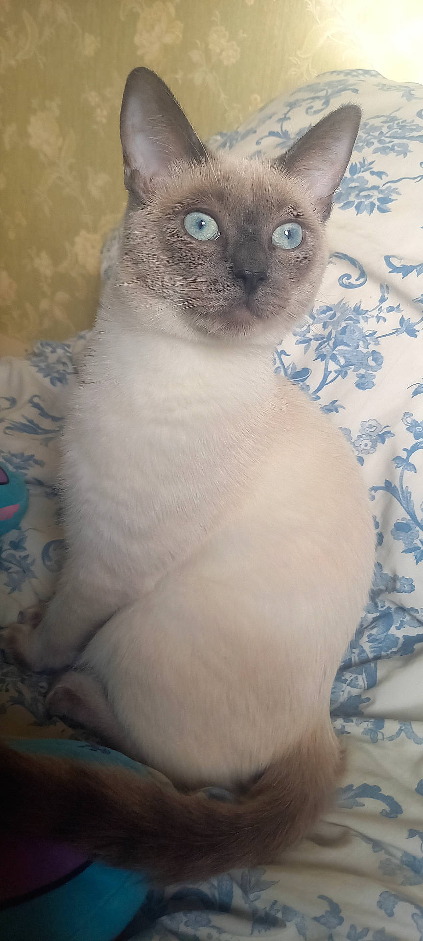 Ary a rejoint le concours — aidez-le/la à gagner de superbes lots ! animal, bed, blanket, blue_eyes, cat, close_up, cute, domestic, ears, feline, floral_pattern, fur, indoor, pet, portrait, resting, siamese_cat, sitting, tail, whiskers