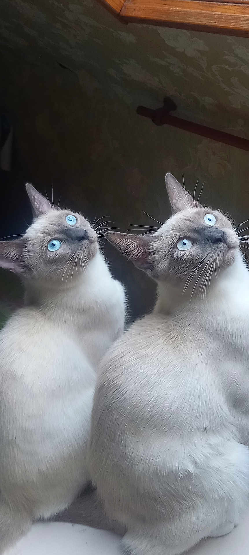 Ary Et Artus