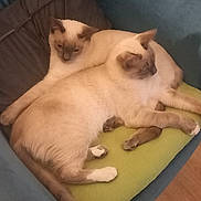 Ary Et Artus participe au concours pour gagner de l'argent avec cette photo : animal, armchair, blue_furniture, brown_paws, cat, cats, companion, cozy, cream_color, cushion, domestic_cat, feline, furry, indoor, pet, relaxed, resting, sleepy, two_animals, wooden_floor