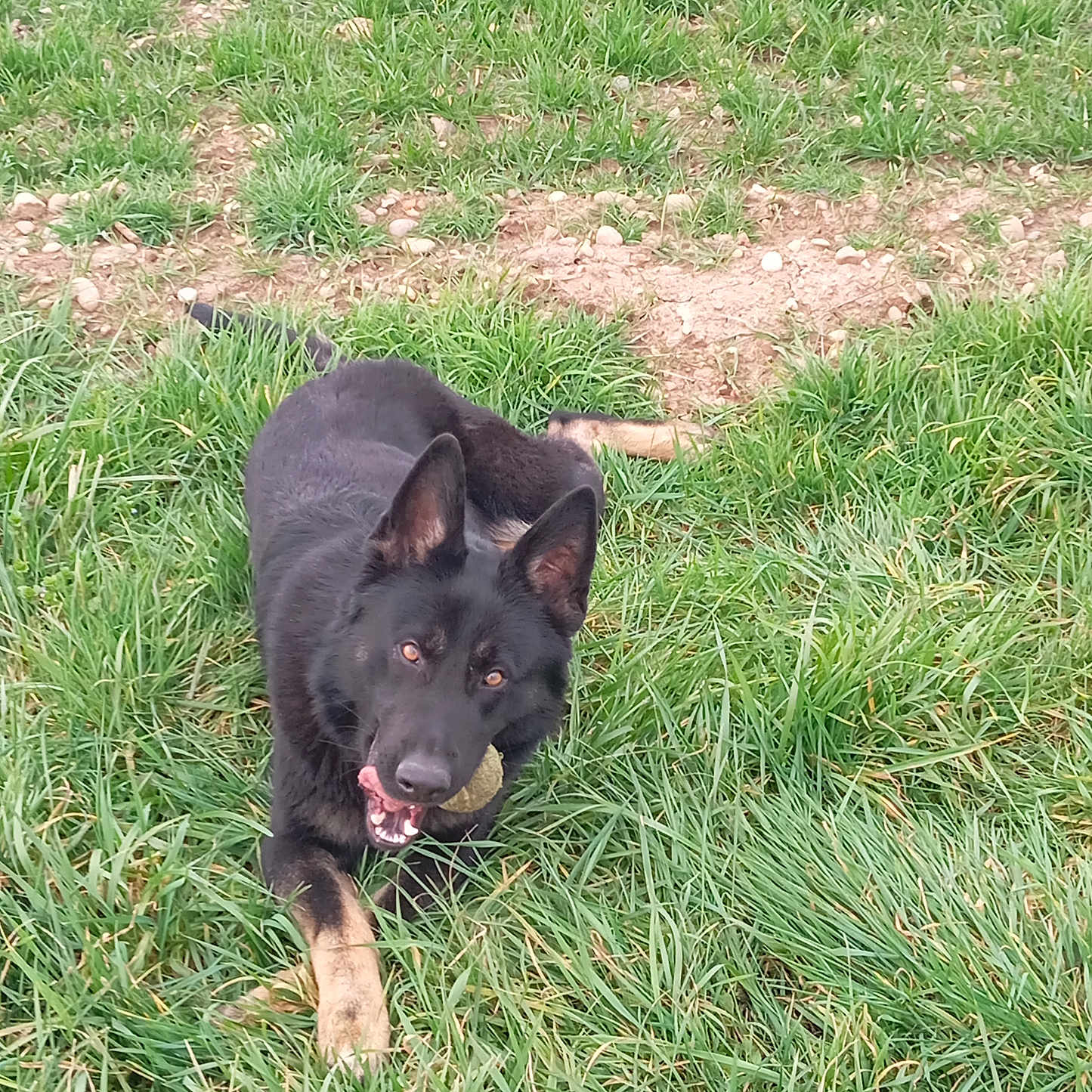 Unfinity participe au concours pour gagner de l'argent avec cette photo : animal, ball, canine, dog, field, germanshepherd, grass, grassland, husky, lawn, nature, outdoors, pet, plant, puppy, soil, sport, tennis, tennisball, yard