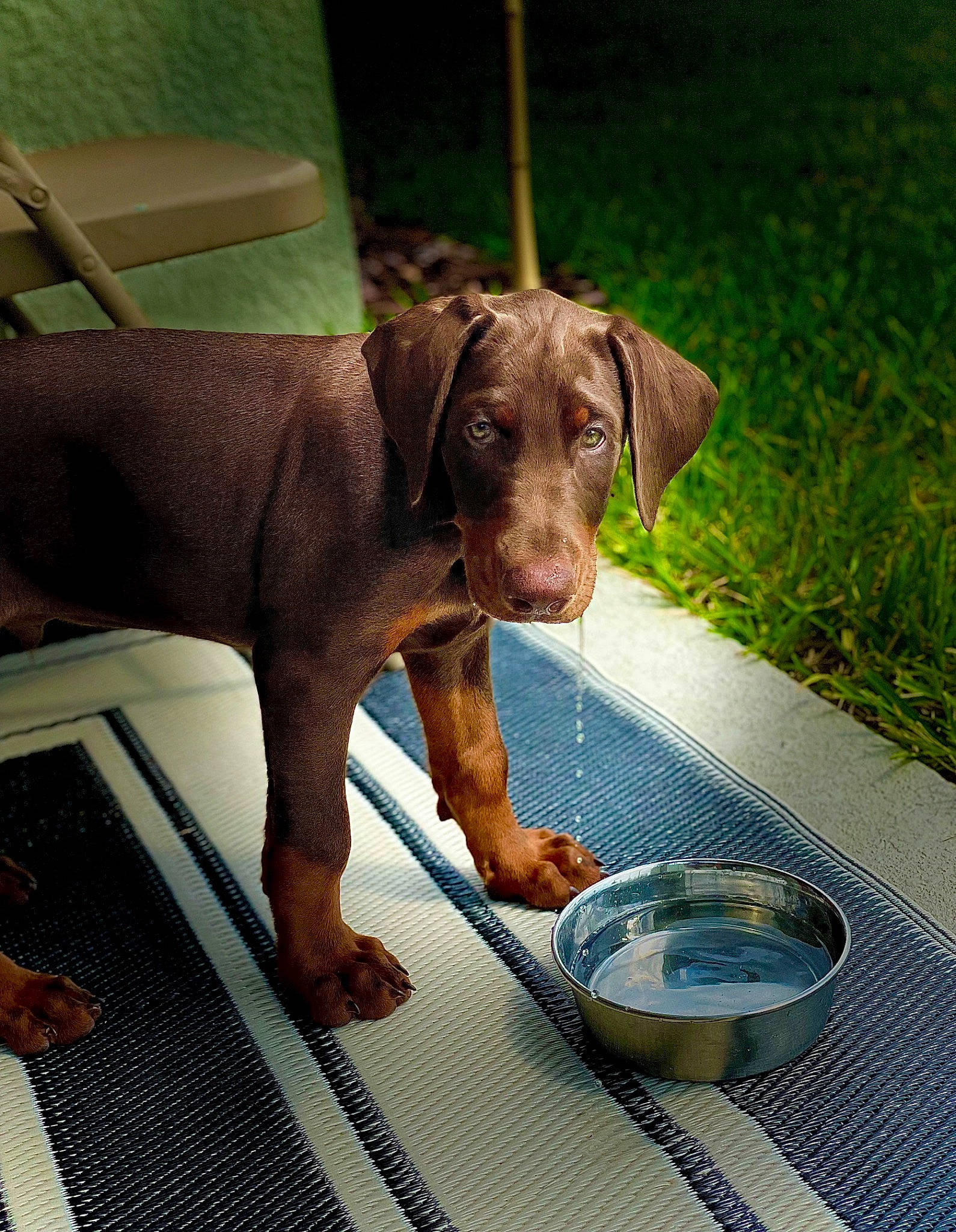 Drax is registered to the contest to win money with this photo: carnivore, companion_dog, dishware, dog, dog_breed, dog_supply, door_mat, fawn, flooring, liver, pet_supply, plant, plate, serveware, snout, sporting_group, tableware, terrestrial_animal, vertebrate, working_animal