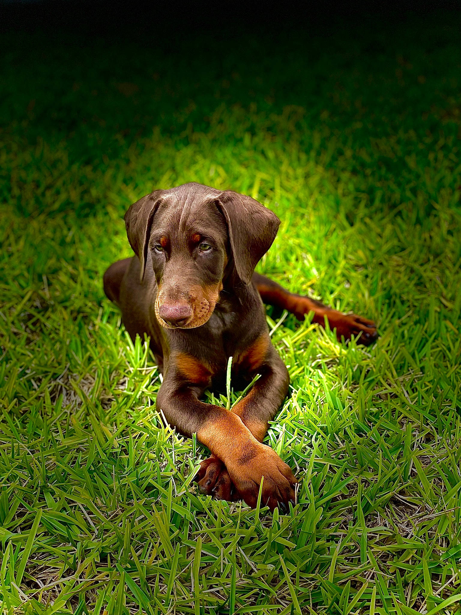 Drax joined the competition — help win amazing prizes! canidae, carnivore, companion_dog, dog, dog_breed, fawn, grass, grassland, groundcover, hunting_dog, liver, pasture, plant, prairie, puppy, snout, sporting_group, terrestrial_animal, working_animal, working_dog