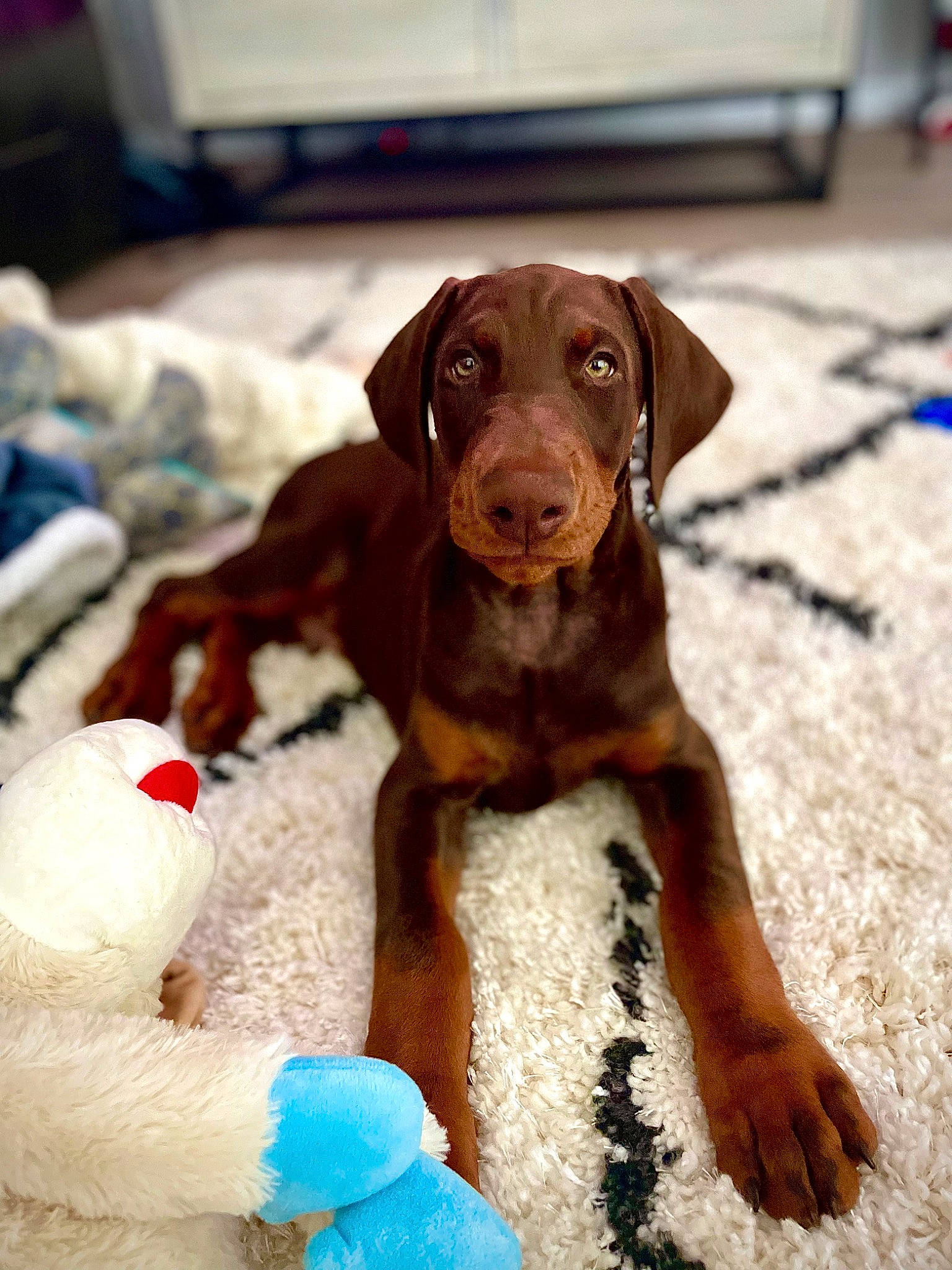Drax joined the competition — help win amazing prizes! brown, canidae, carnivore, companion_dog, dog, dog_breed, dog_supply, fawn, fur, liver, pet_supply, plush, puppy, snout, sporting_group, stuffed_toy, toy, vertebrate, wood, working_animal