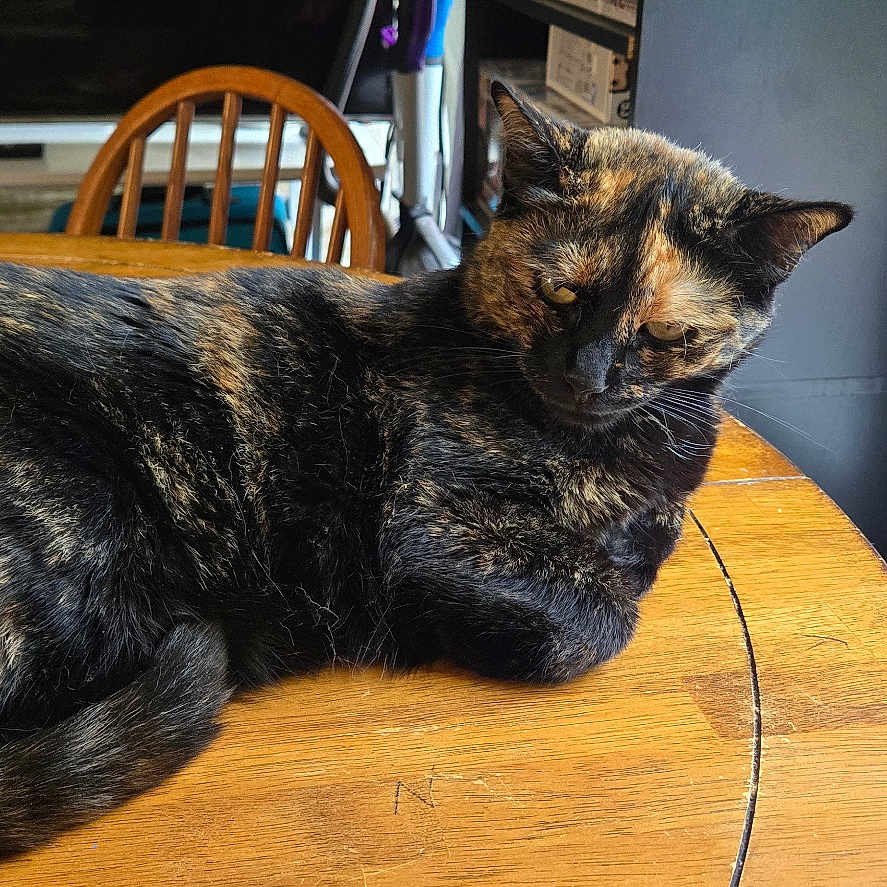 Onyx is registered to the contest to win money with this photo: animal, cat, chair, cozy, domestic, fur, furniture, home, indoor, light, mammal, natural_light, pet, relaxed, resting, table, tortoiseshell_cat, whiskers, window, wooden_table