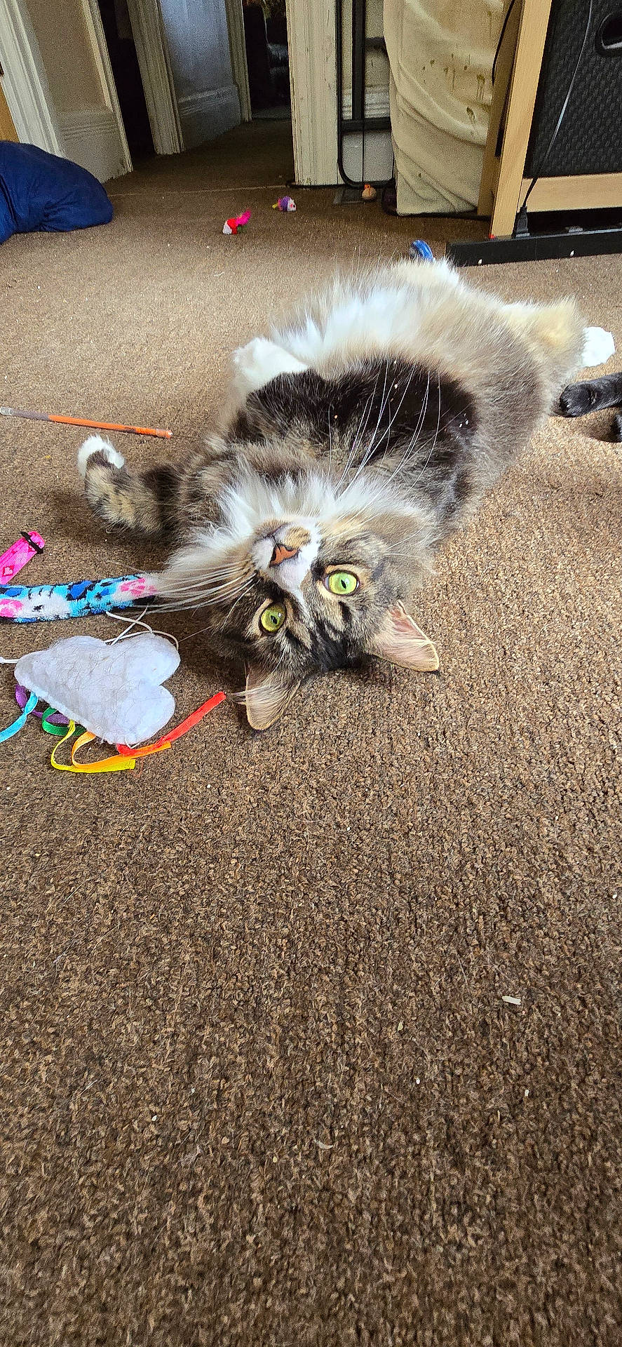 Thunder joined the competition — help win amazing prizes! abyssinian, accessories, animal, architecture, building, cat, door, hardwood, kitten, leash, manx, outdoors, person, pet, shelter, siamese, sleeping, soil, strap, wood