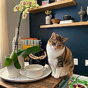 Pekpek is registered to the contest to win money with this photo: cat, calico_cat, flower, orchid, plant, vase, wooden_table, tray, cup, beads, decor, shelf, pottery, photo_frame, wall, curtain, toy, floor, indoor, cozy