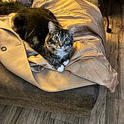 Ella is registered to the contest to win money with this photo: cat, tabby_cat, white_paws, coat, couch, indoor, wooden_floor, curious, pet, feline, fur, whiskers, eyes, animal, domestic_animal, resting, comfortable, warm_lighting, closeup, household