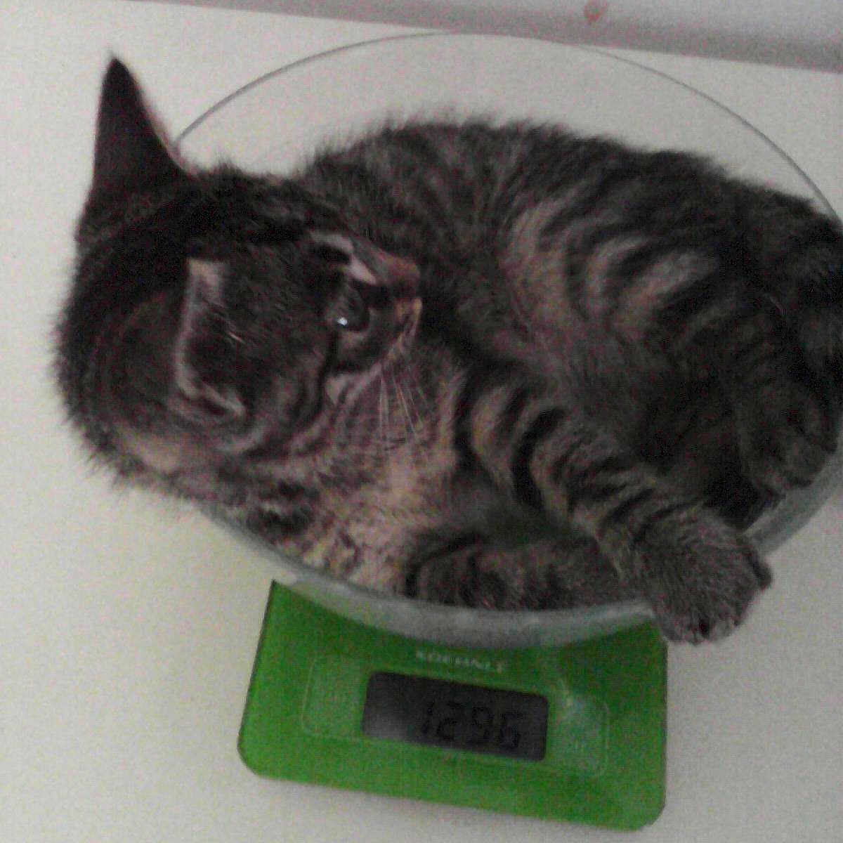 Léo