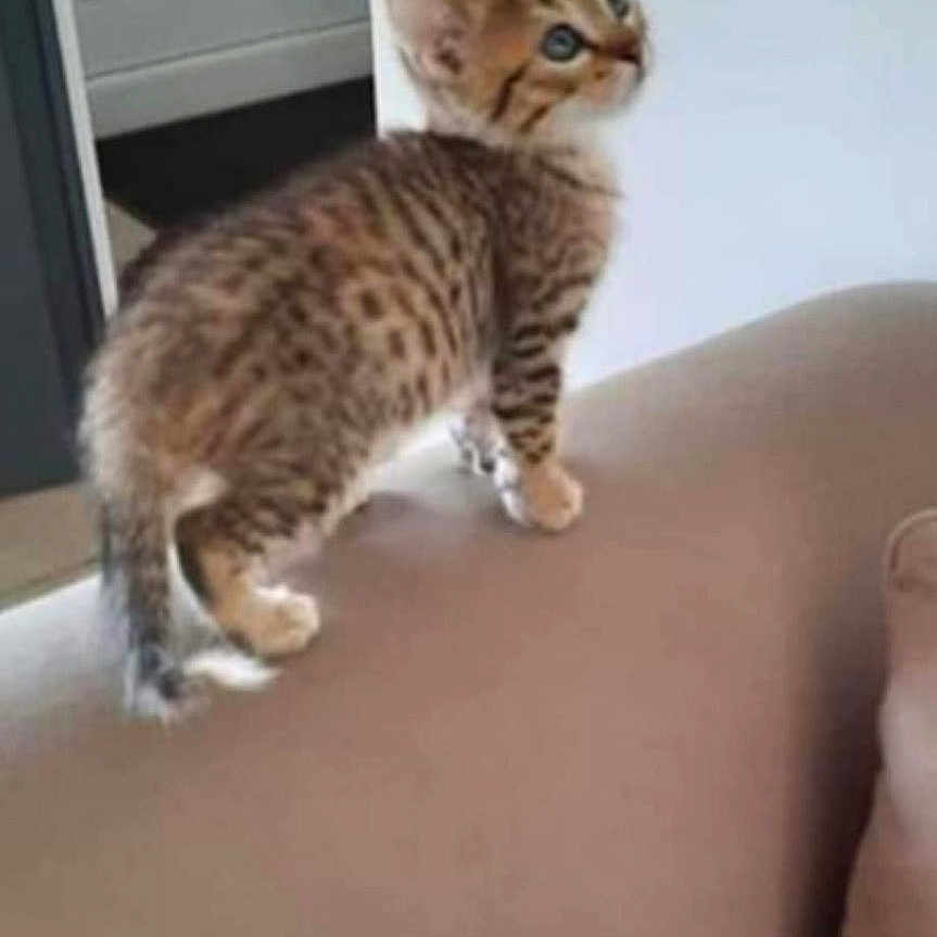 Shanel participe au concours pour gagner de l'argent avec cette photo : abyssinian, animal, cat, couch, cushion, egyptiancat, furniture, homedecor, kitten, manx, ocelot, pet