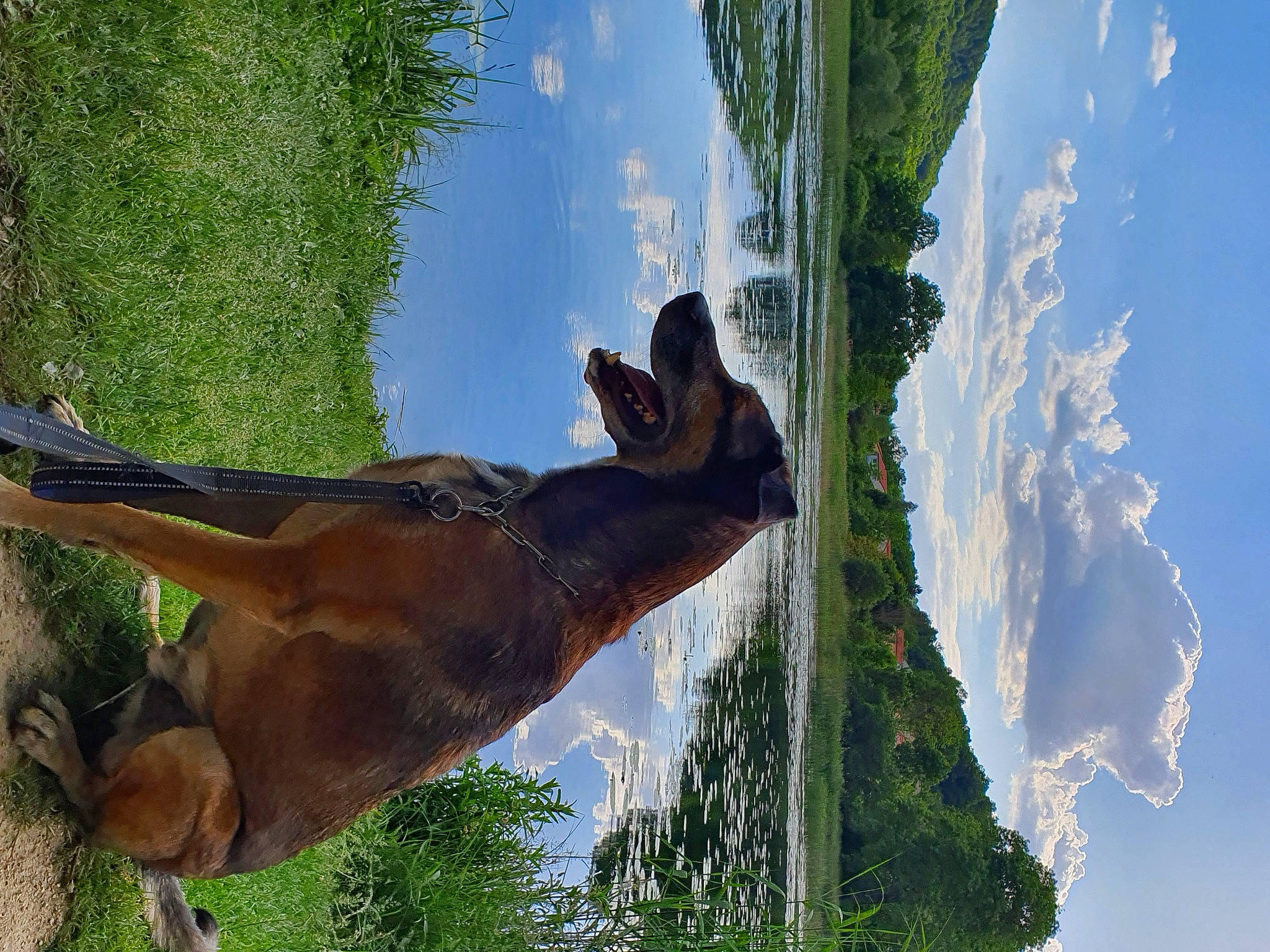 Pako participe au concours pour gagner de l'argent avec cette photo : cloud, cumulus, fawn, grass, green, horse, landscape, liver, pasture, plant, sky, sorrel, stallion, tail, terrestrial_animal, tree, trunk, water, wildlife, wood