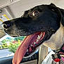 dog, black_and_white, tongue_out, close_up, car_interior, happy, pet, teeth, collar, seat, window, sunlight, reflection, animal, canine, vehicle, seatbelt, daytime, nature_outside, domestic