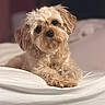 adorable, animal, bed, bedding, brown_fur, close_up, cozy, cream_colored, curly_fur, cute, dog, fluffy, front_view, indoors, pet, portrait, puppy, sitting, small_dog, soft_lighting