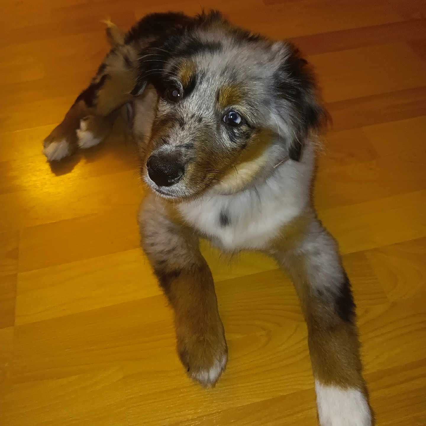 Vao