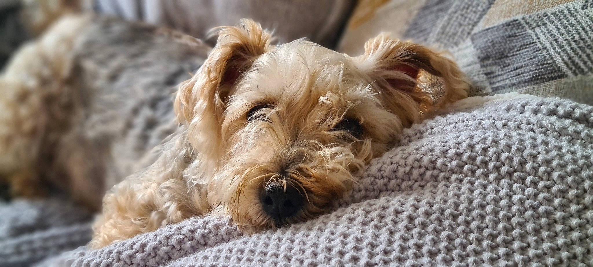 Dylan joined the competition — help win amazing prizes! canidae, carnivore, companion_dog, dog, dog_breed, dog_supply, fawn, fur, liver, maltepoo, poodle_crossbreed, small_terrier, snout, sporting_group, terrestrial_animal, terrier, toy_dog, water_dog, working_animal, yorkipoo